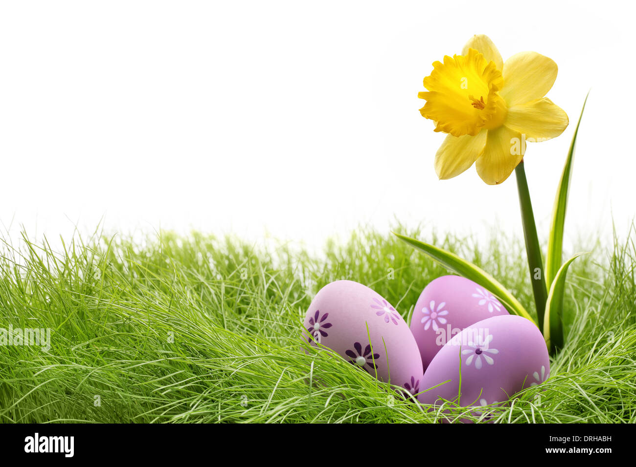 Oeufs de Pâques cachés dans l'herbe avec fleur jonquille Banque D'Images