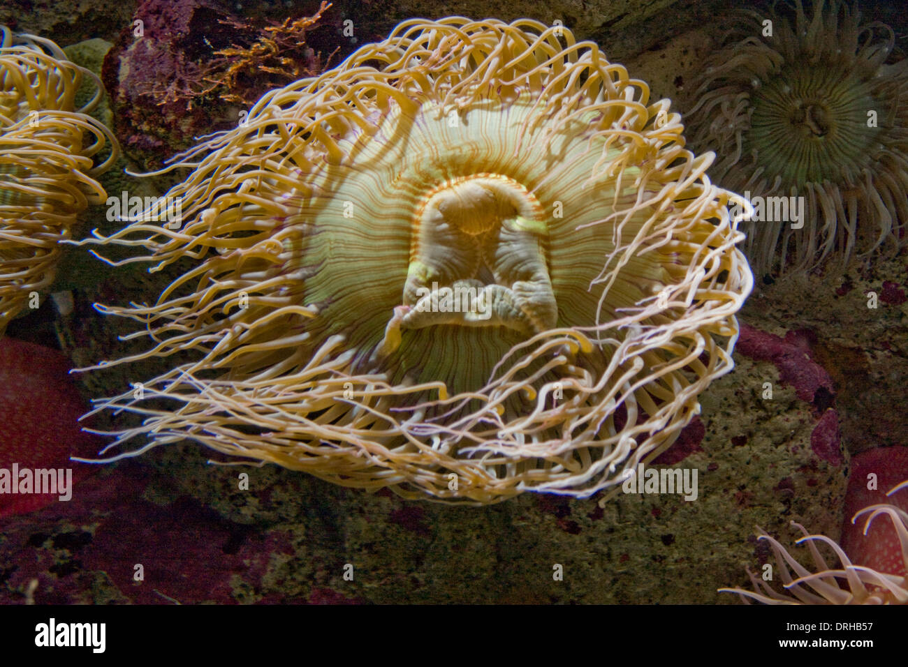 Anemone sur l'affichage à l'Aquarium de Monterey Bay Banque D'Images