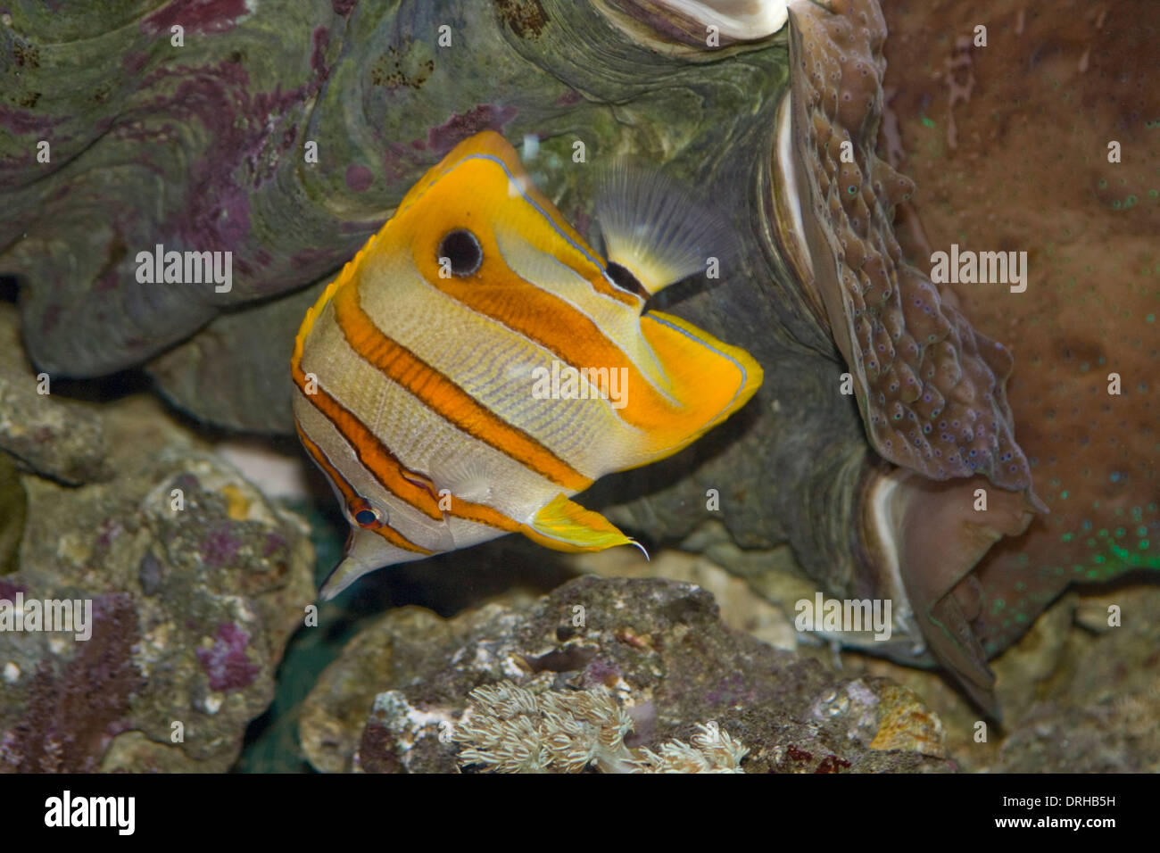 Sur l'affichage chelmon à bec médiocre au Monterey Bay Aquarium Banque D'Images