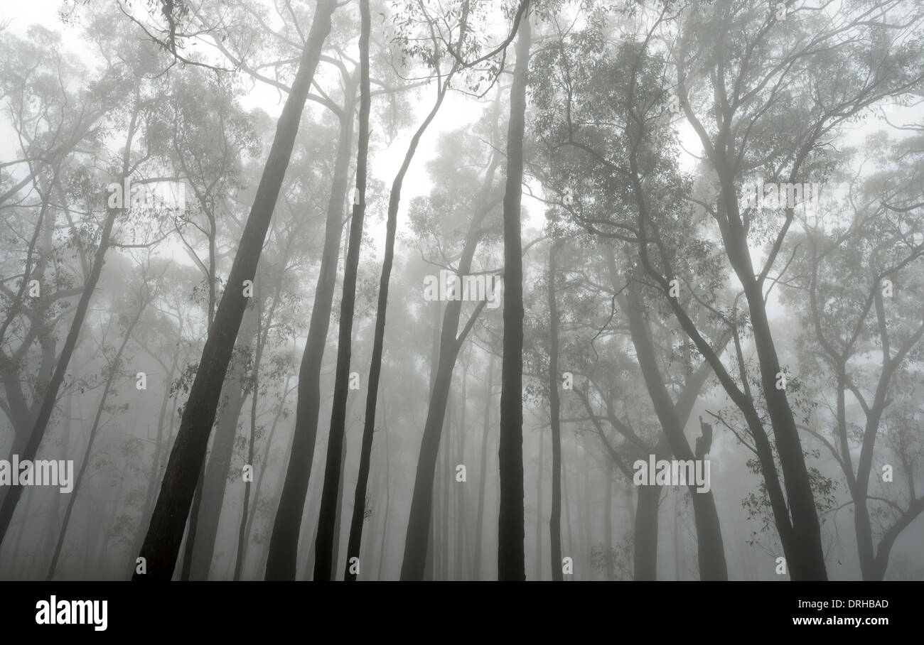 Arbres dans la brume au Parc National des Grampians, Victoria, Australie. Banque D'Images