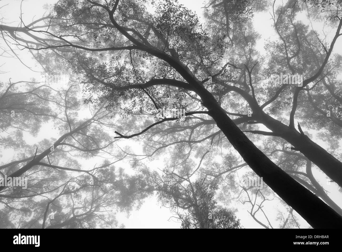 Arbres dans la brume au Parc National des Grampians, Victoria, Australie. Banque D'Images