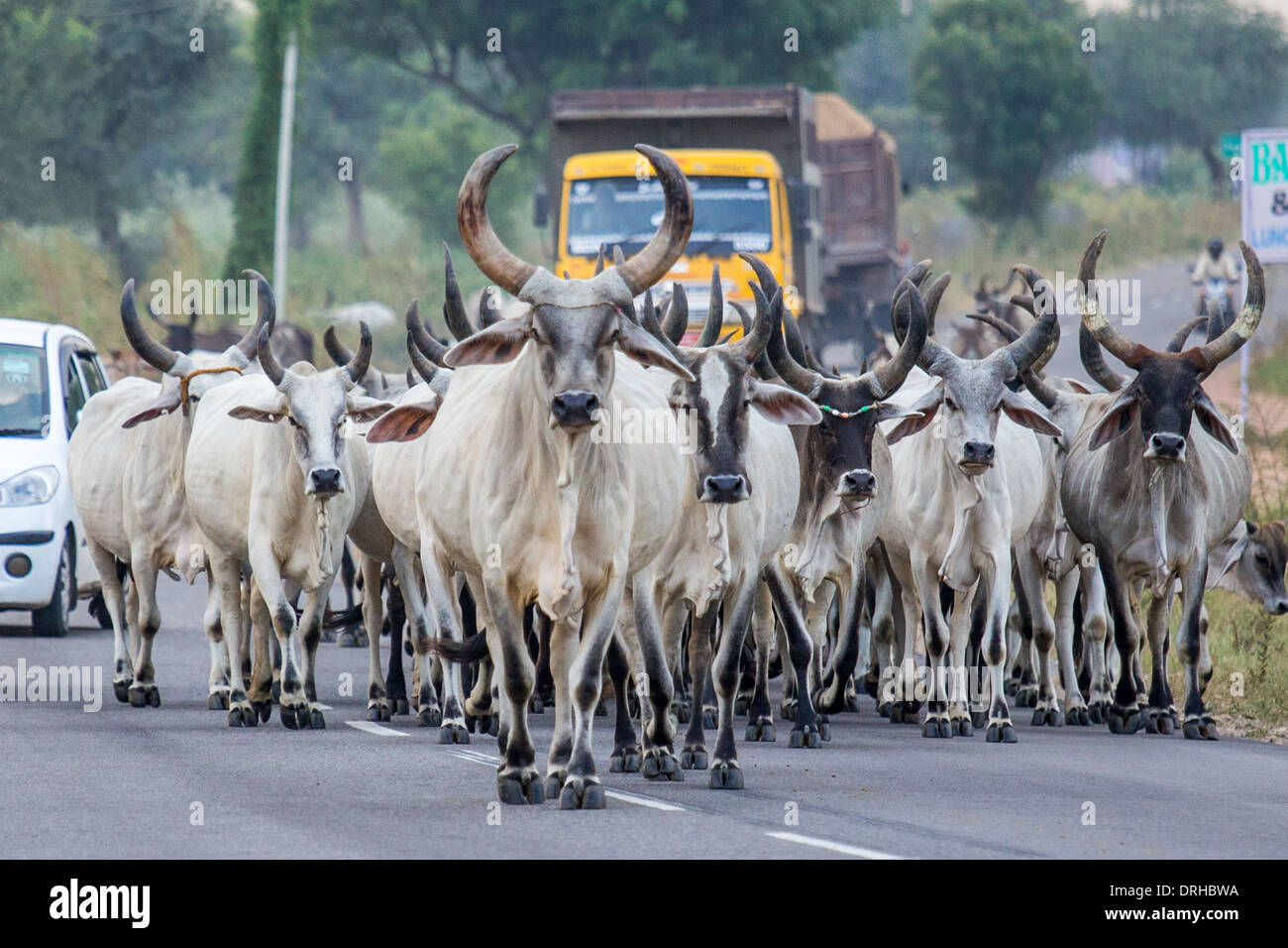 Des troupeaux de bétail dans le Rajasthan, Inde Banque D'Images