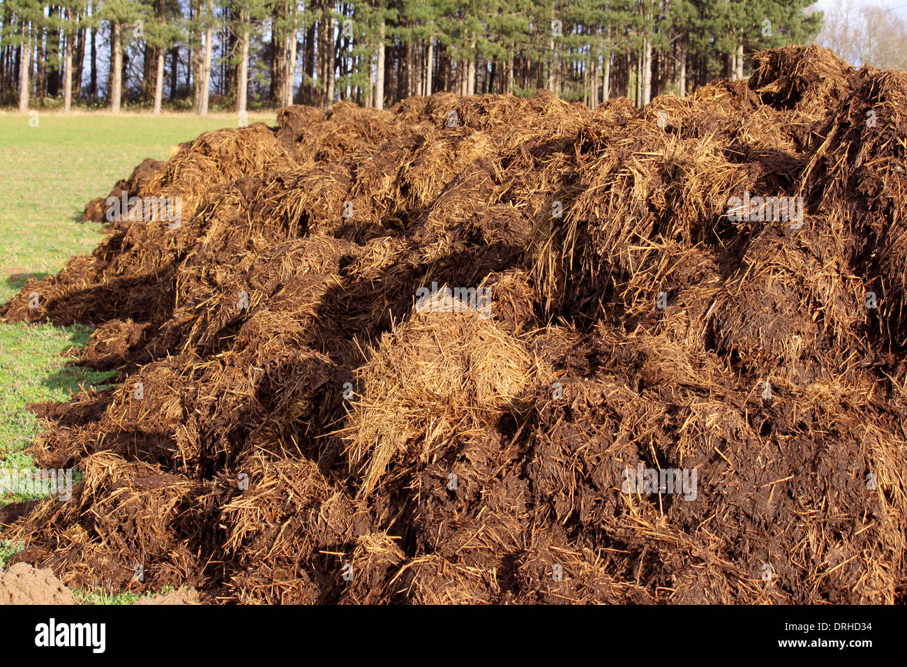 La diffusion d'une bande d'engrais de ferme pour l'agriculture biologique Banque D'Images