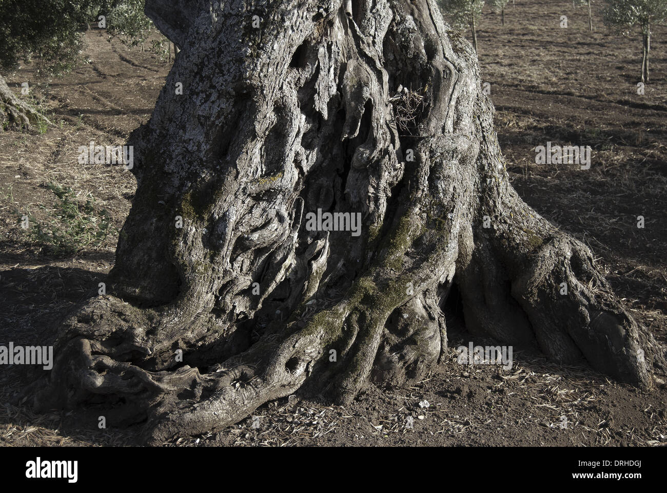 Détail des racines d'un olivier séculaire Banque D'Images