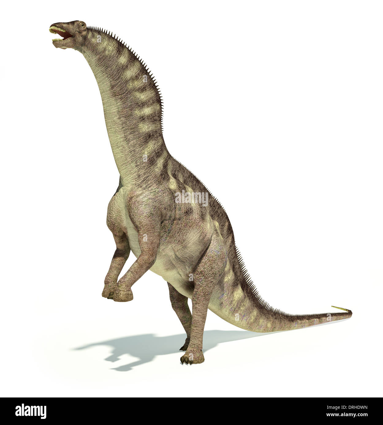 Photo-réalistes et d'une représentation scientifiquement correcte Amargasaurus dinosaure. La posture dynamique. Sur fond blanc. Banque D'Images