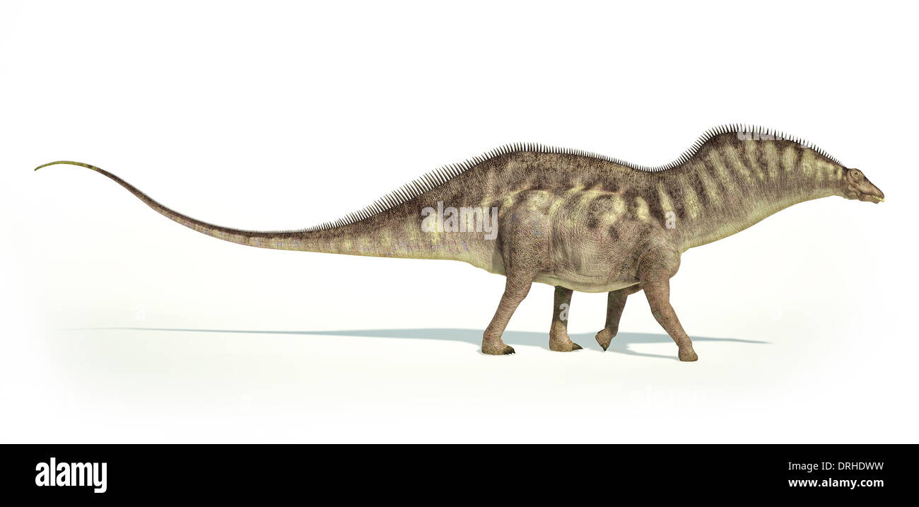 Photo-réalistes et d'une représentation scientifiquement correcte Amargasaurus dinosaure. Vue de côté. Sur fond blanc. Banque D'Images