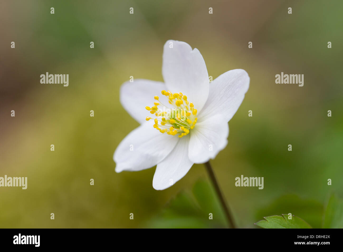 Anemone nemorosa Fleur Fleur Fleur Fleur sorcières Buschwindroeschen Banque D'Images