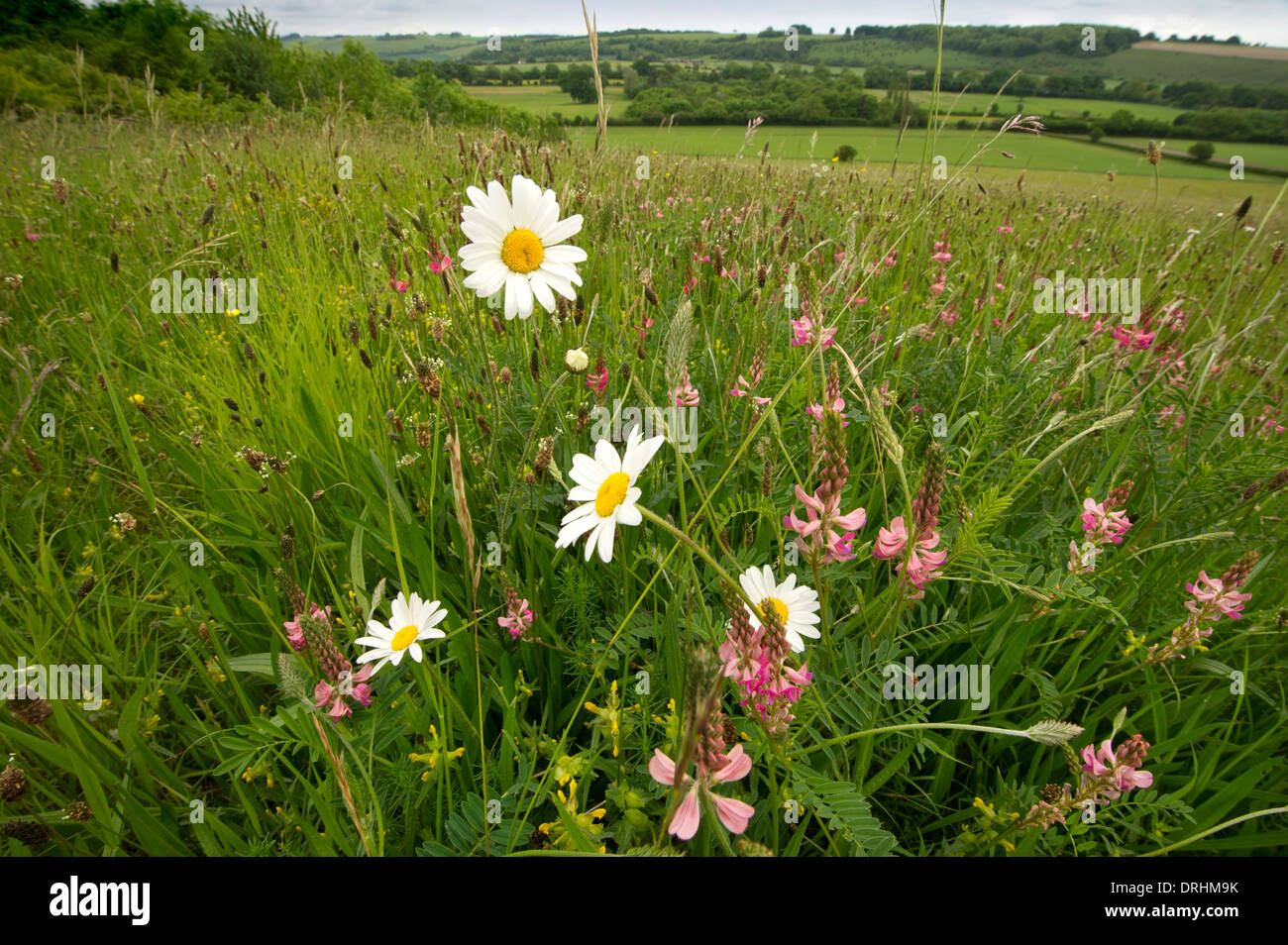 Une prairie de fleurs sauvages commerciales dans le Wiltshire Banque D'Images