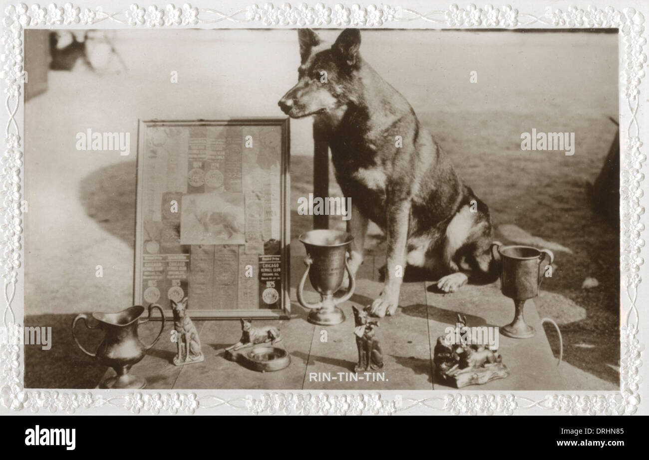 Chien Film Rintintin avec trophées, prix et bourses Banque D'Images