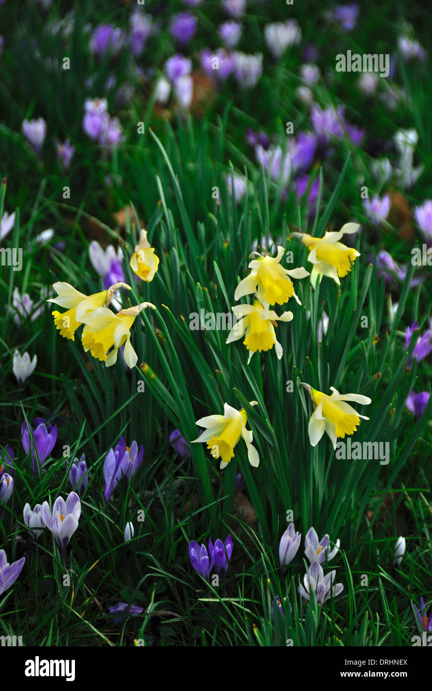 Une mer de fleurs au début du printemps - crocus et jonquilles UK Banque D'Images