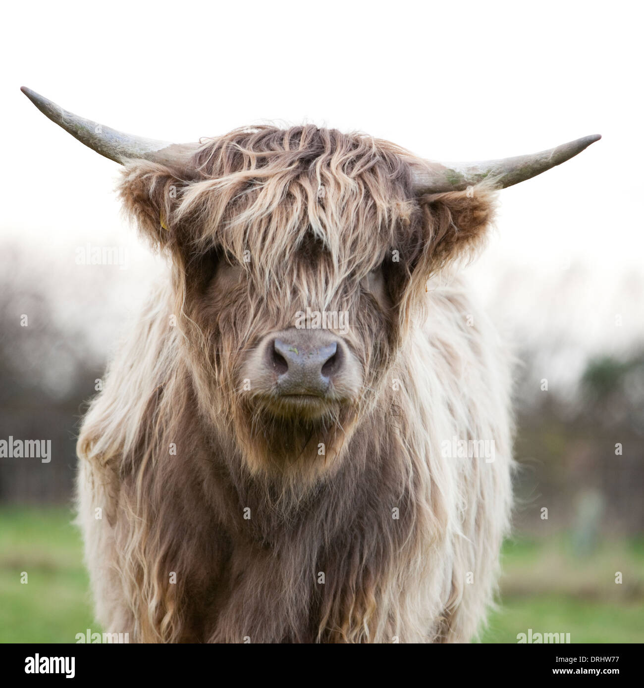 Highland cattle close up de tête, vue de face, dans le champ à Normanton-on-Trent, Lancashire, England, UK Banque D'Images