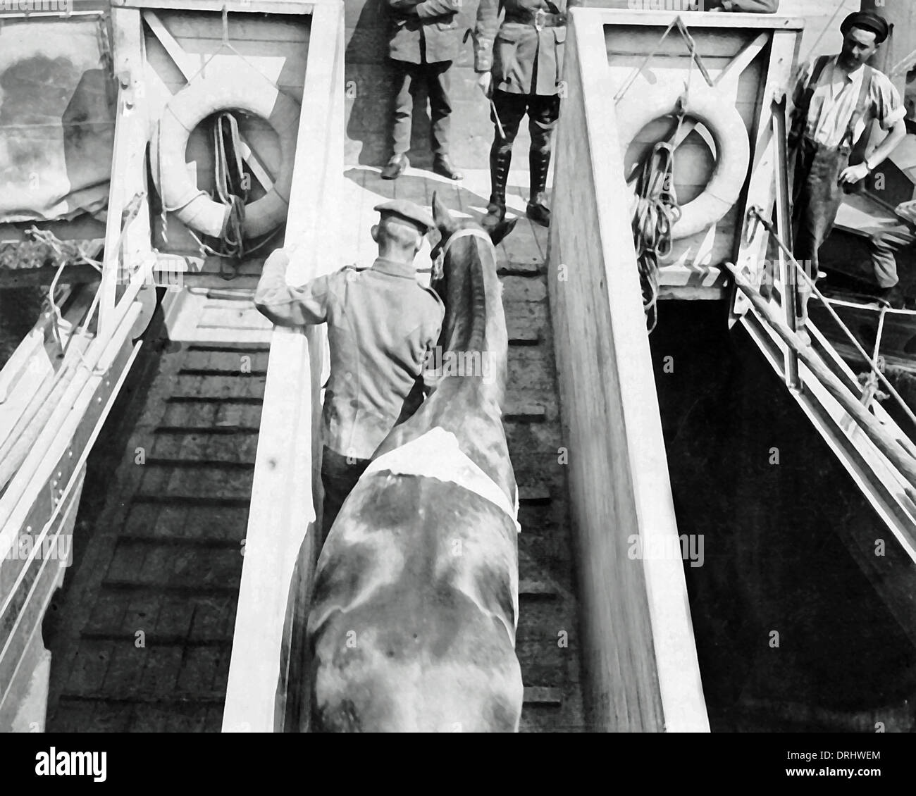 Cheval de guerre blessés a ouvert une barge, Western Front, WW1 Banque D'Images