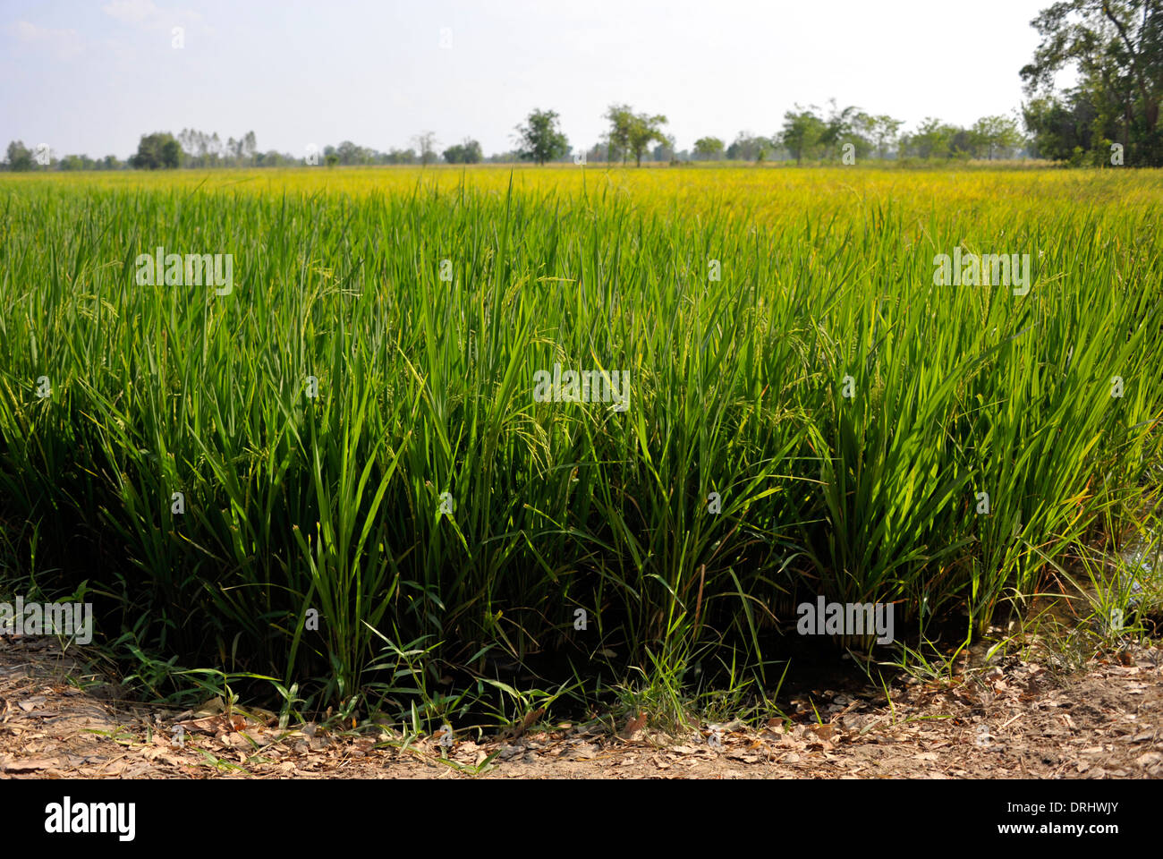 Base de l'alimentation de l'Asie la culture du riz dans les champs à Kamphaeng Phet dans les plaines centrales de la Thaïlande. Banque D'Images