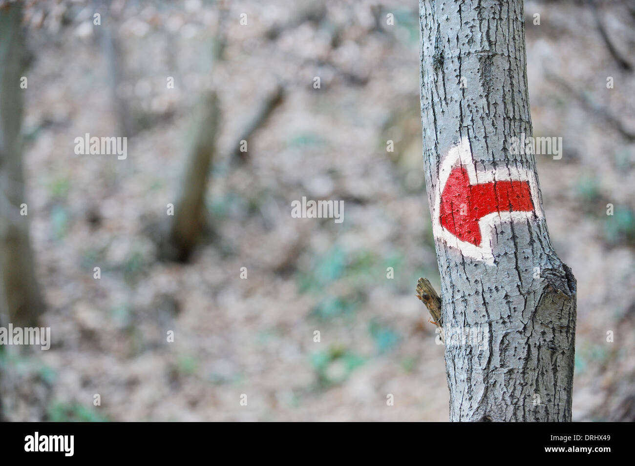 Flèche rouge signe sur un arbre le marquage d'une route touristique de randonnée Banque D'Images
