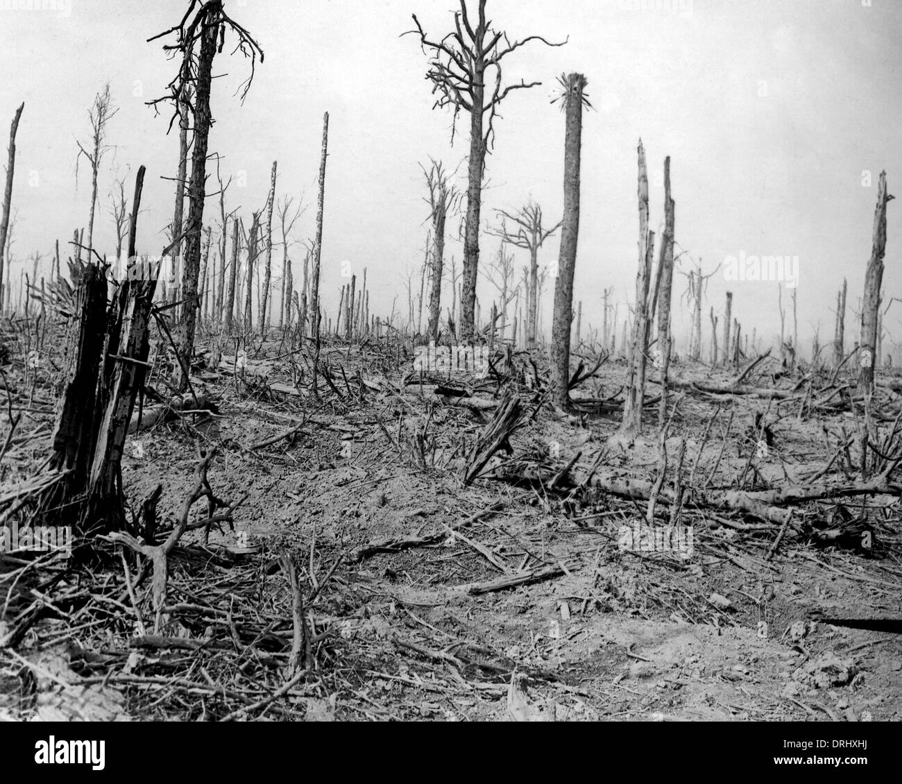 Bois de Delville, après avoir combattu, Front de l'Ouest, France, WW1 Banque D'Images