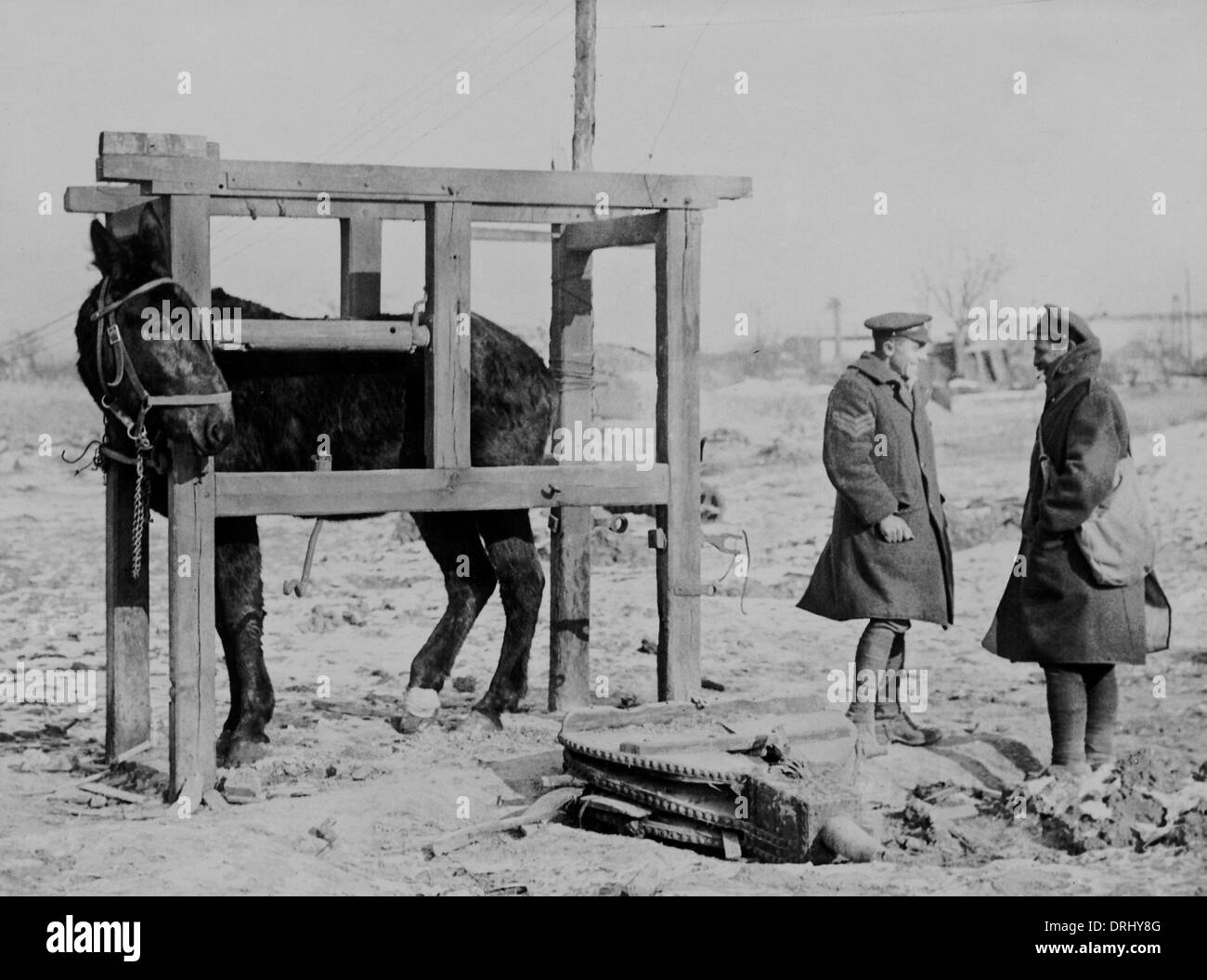 Mule dans les stocks, Western Front, WW1 Banque D'Images