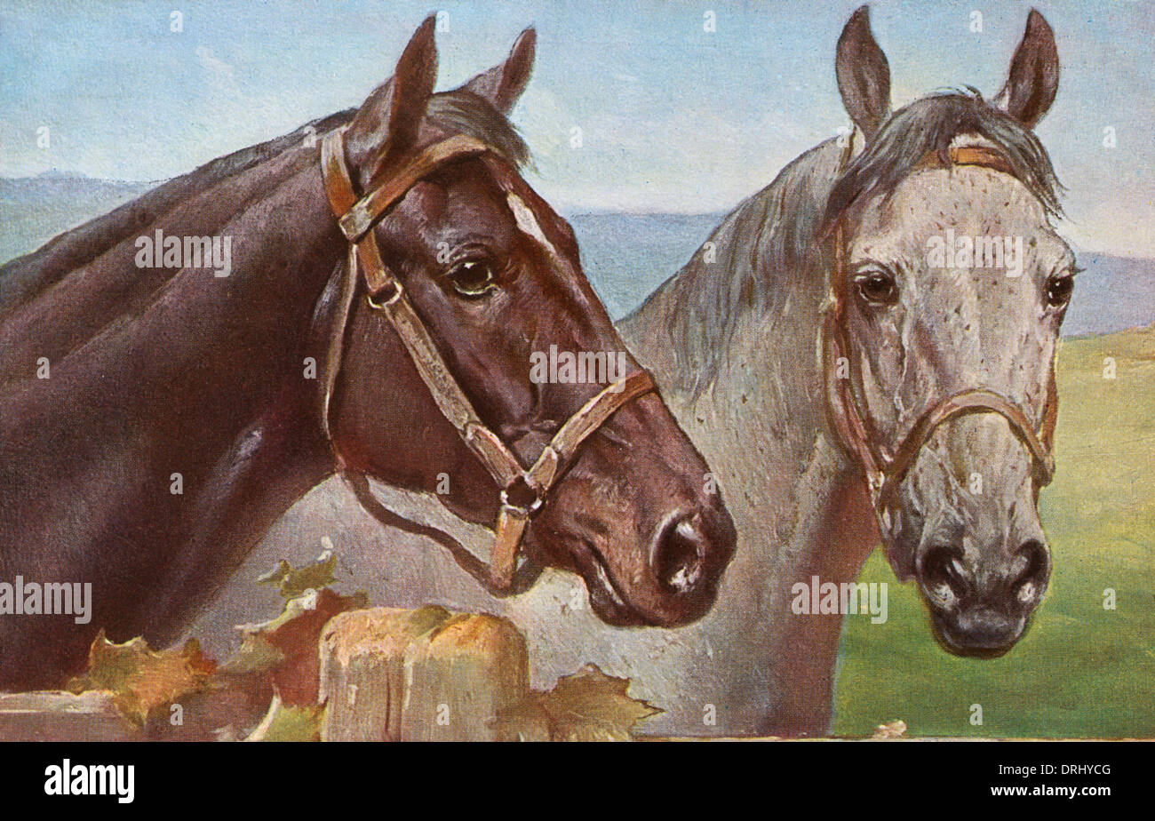 Portrait de deux chevaux Banque D'Images
