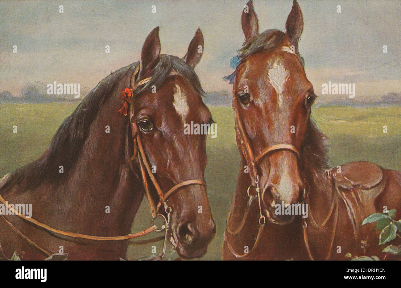 Portrait de deux chevaux Banque D'Images