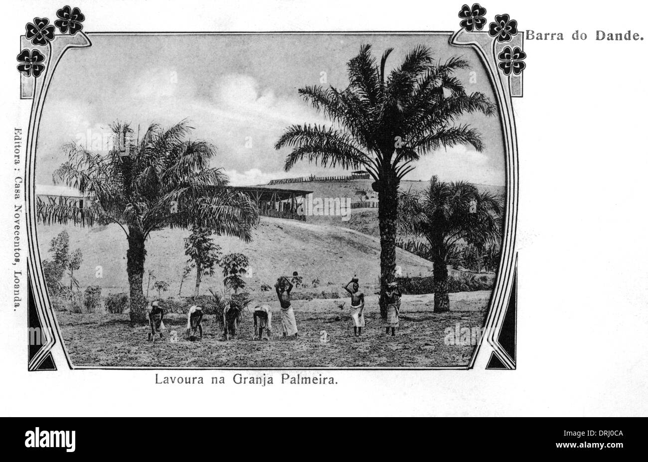 Brésil - Barra do Dande - Palmeraie Banque D'Images