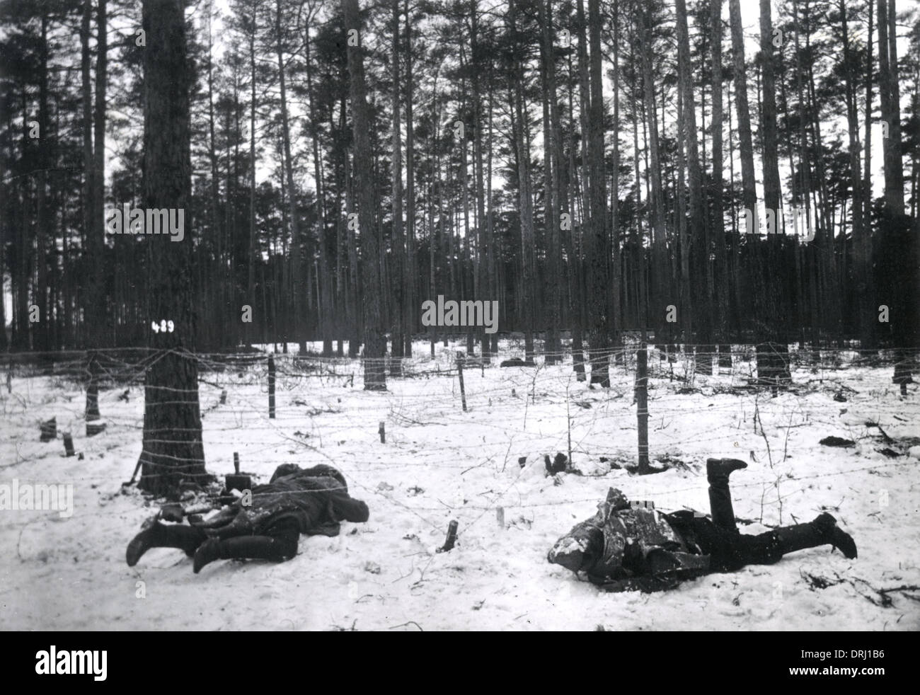 Des soldats russes morts à Augustowo, WW1 Banque D'Images