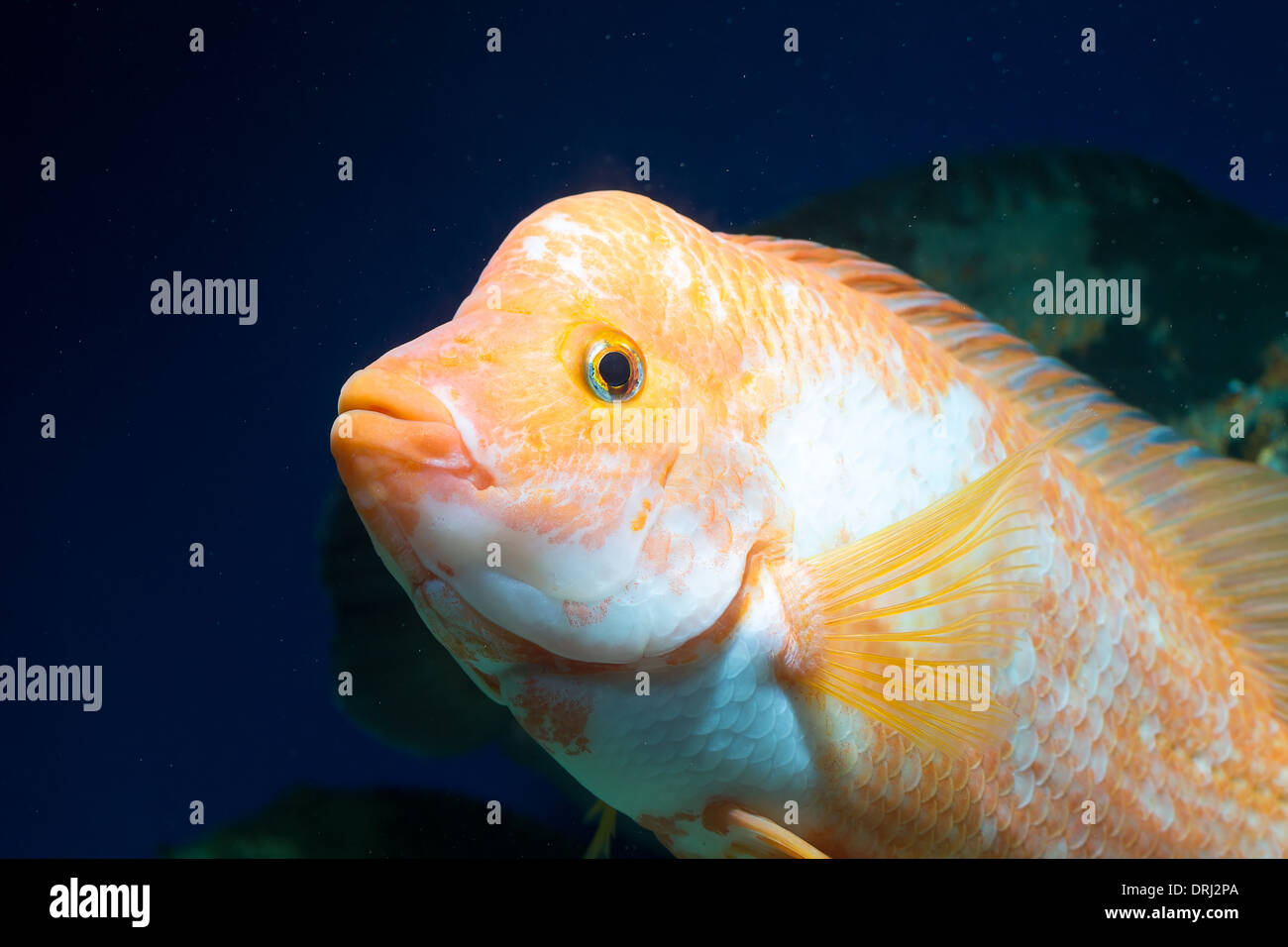 Grand Aquarium poisson dans l'eau Banque D'Images