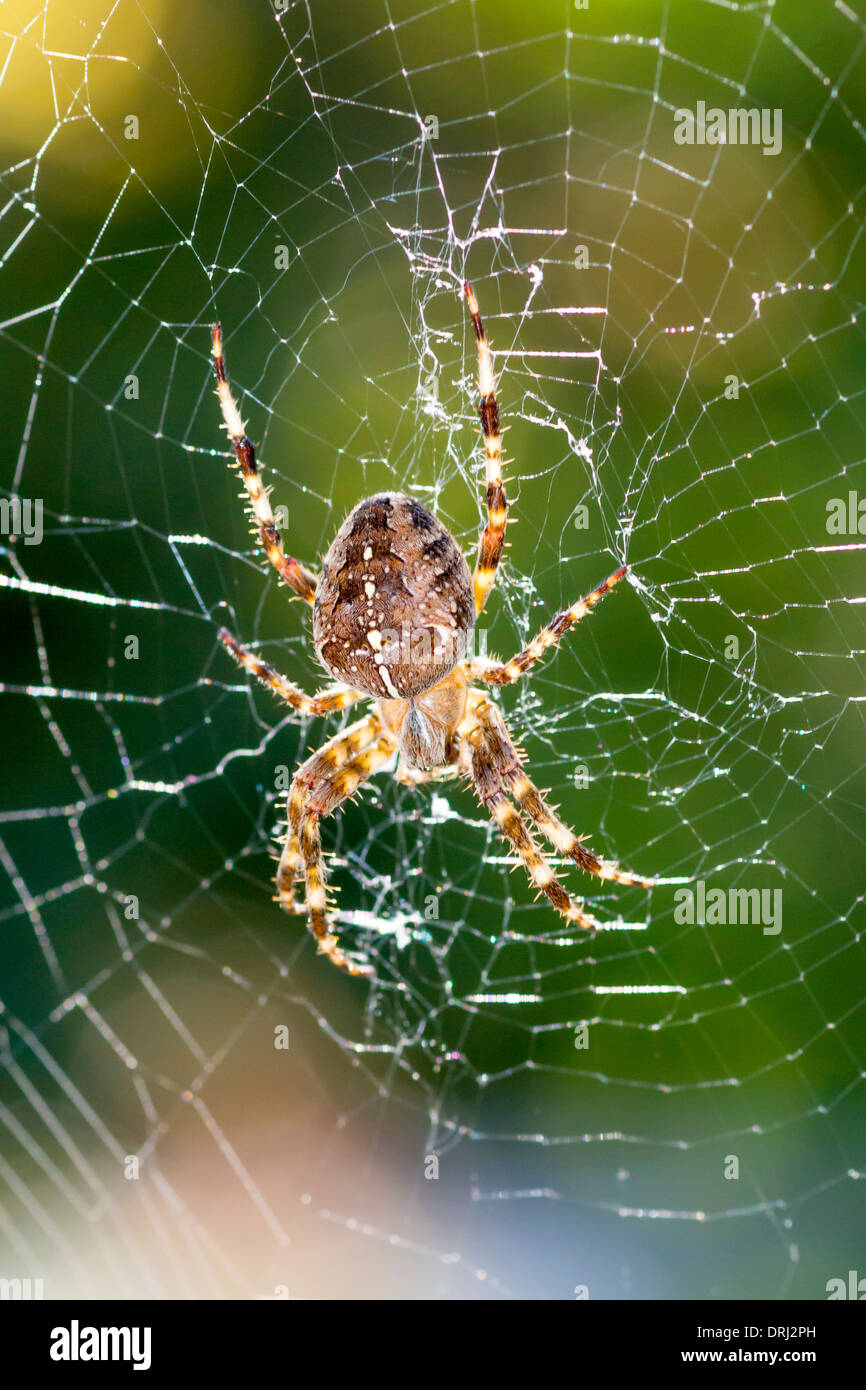 Une araignée sur son site web. Banque D'Images