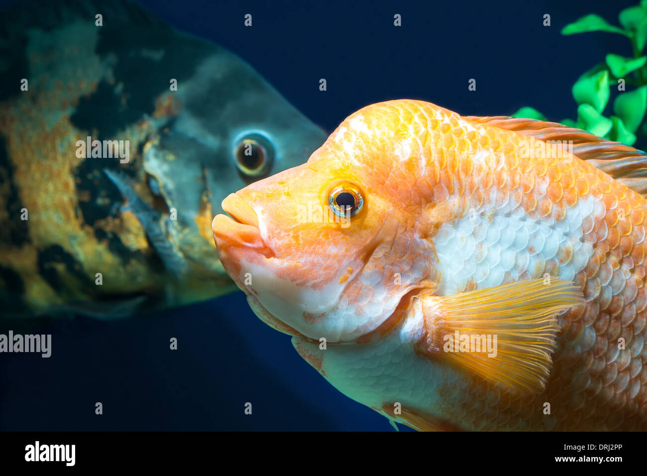 Grand Aquarium poisson dans l'eau Banque D'Images