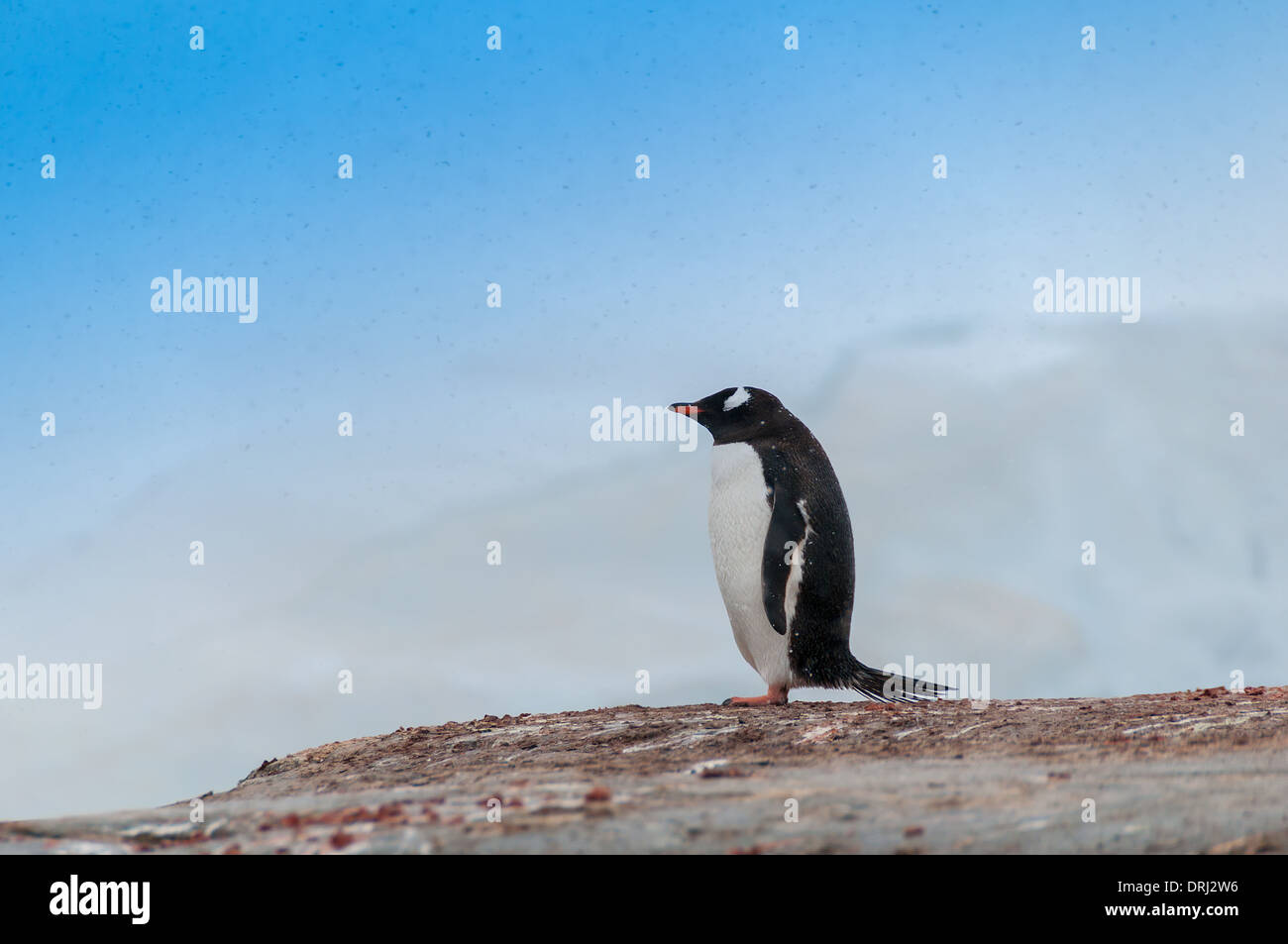Seul Gentoo pingouin Antarctique Banque D'Images