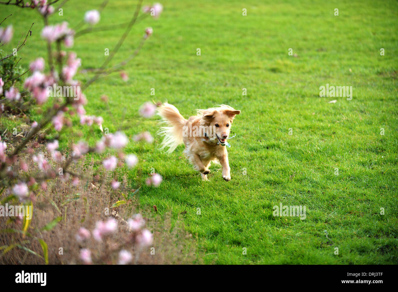 Parcs de l'université, Oxford, Oxfordshire, Angleterre. 27 Jan, 2014. Un chien court par une floraison rose bush à Parcs universitaires à Oxford. La douceur de l'hiver à travers le Royaume-Uni apporte un début de printemps. Credit : Sidney Bruere/Alamy Live News Banque D'Images