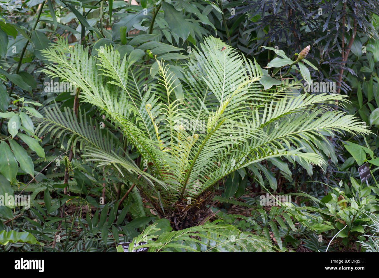 Libre de fougère Blechnum gibbum arbre nain Banque D'Images