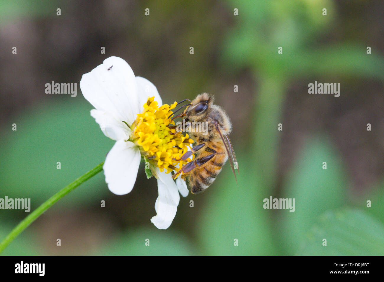 Libre de la pollinisation des abeilles fleur blanche Banque D'Images