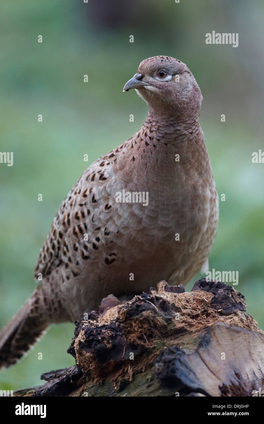 Faisan de Colchide Phasianus colchicus, poule, East Yorkshire, UK Banque D'Images