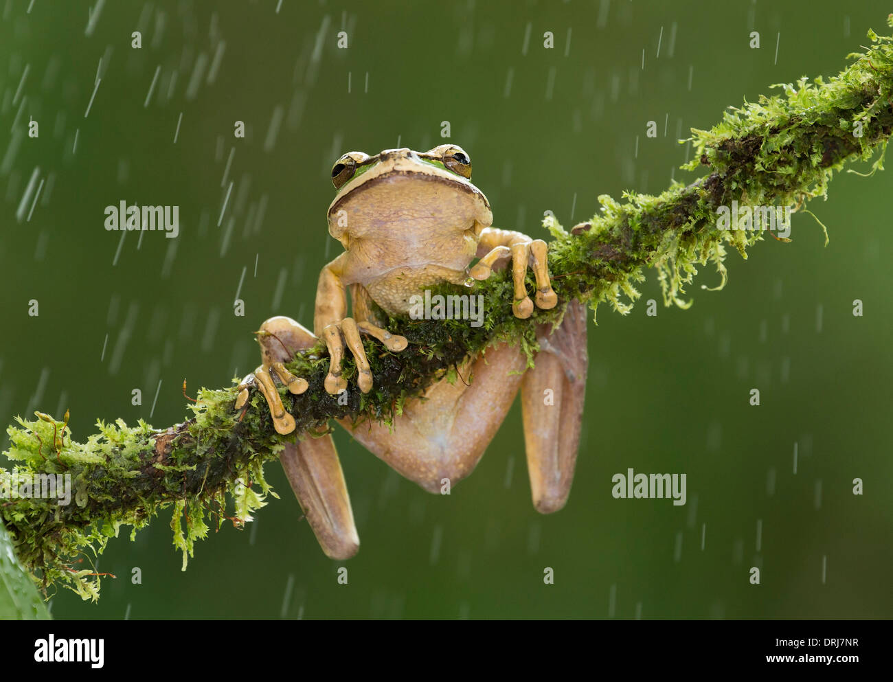 Grenouille masquée sous la pluie Photo Stock - Alamy
