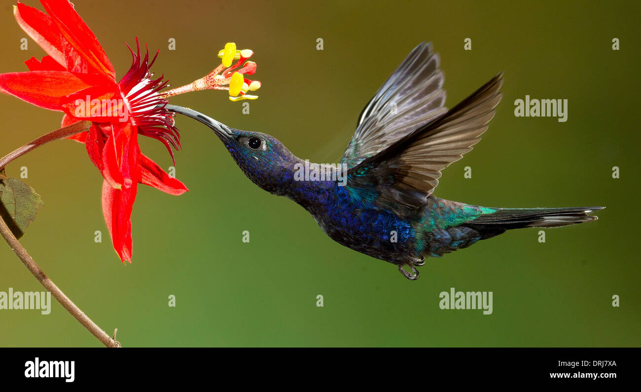 Campyloptère violet hummingbird Banque D'Images
