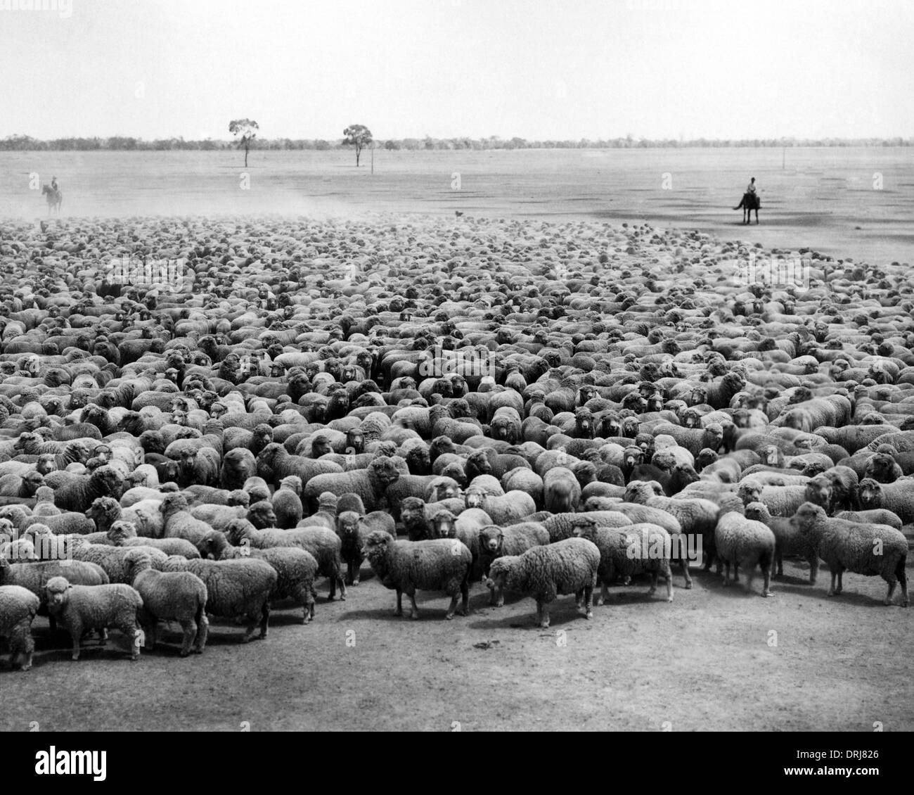 Troupeau de moutons, Burrawang, Australie Banque D'Images
