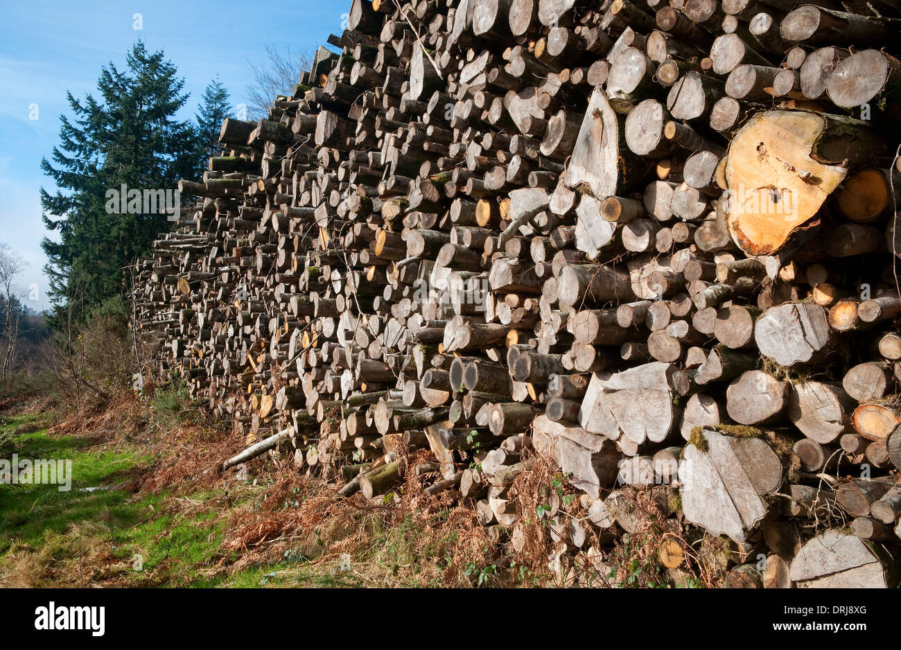 Saint Sever forest national park, Calvados, Normandie, France Banque D'Images