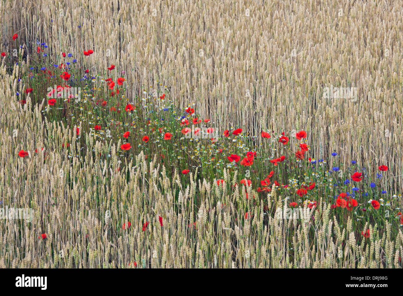 Les Coquelicots (Papaver rhoeas), bleuet (Centaurea cyanus) et d'autres fleurs sauvages la floraison dans champ de blé en été Banque D'Images