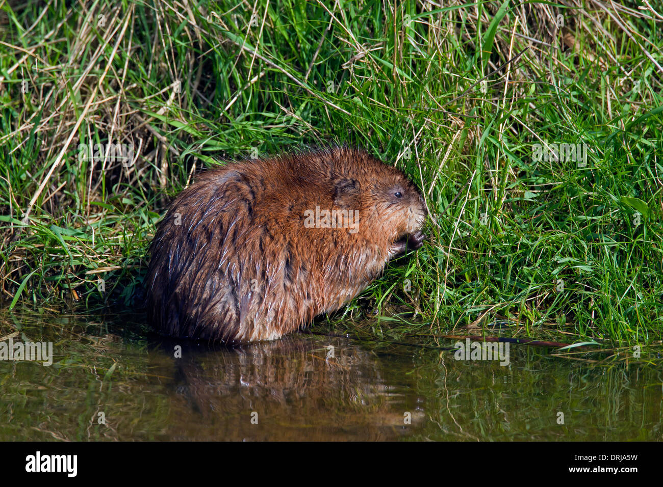 Le rat musqué (Ondatra zibethicus) espèces introduites exotique originaire d'Amérique du Nord le long d'une rivière de nourriture Banque D'Images