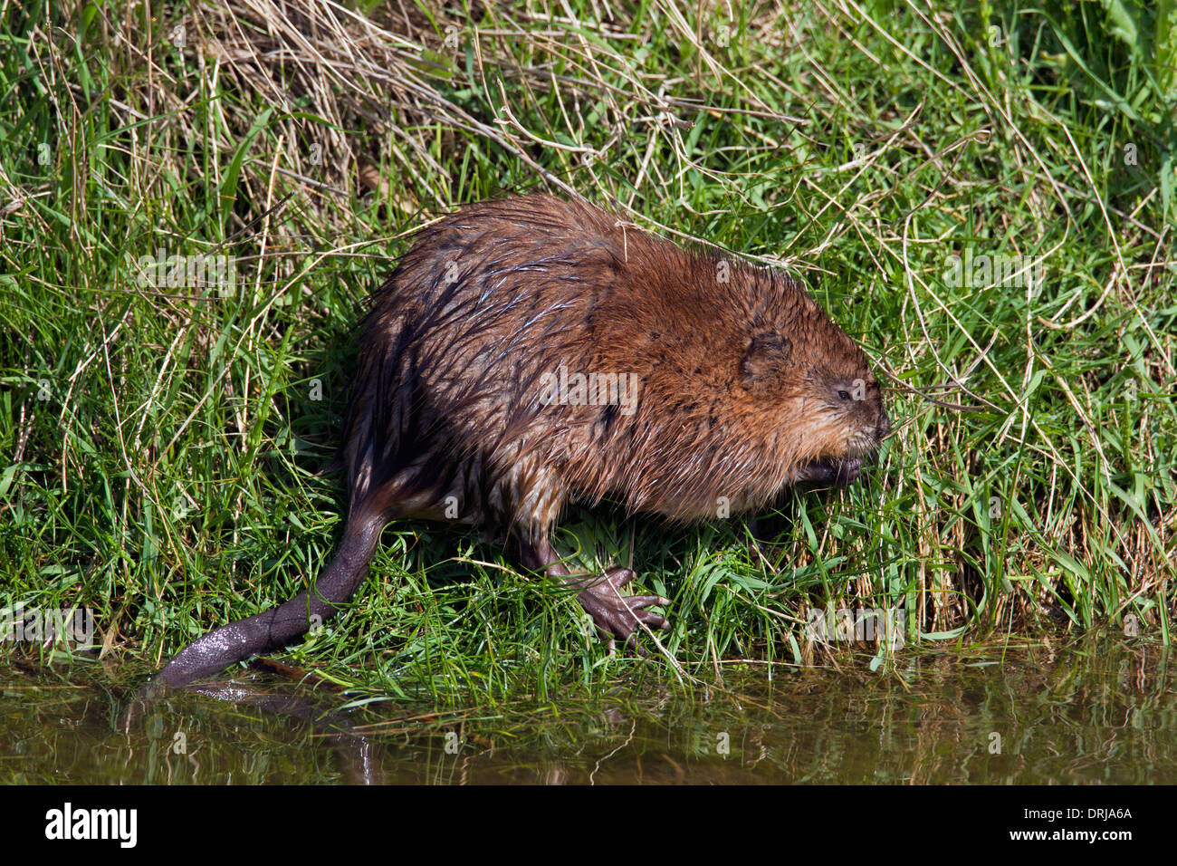 Le rat musqué (Ondatra zibethicus) espèces introduites exotique originaire d'Amérique du Nord le long d'une rivière de nourriture Banque D'Images