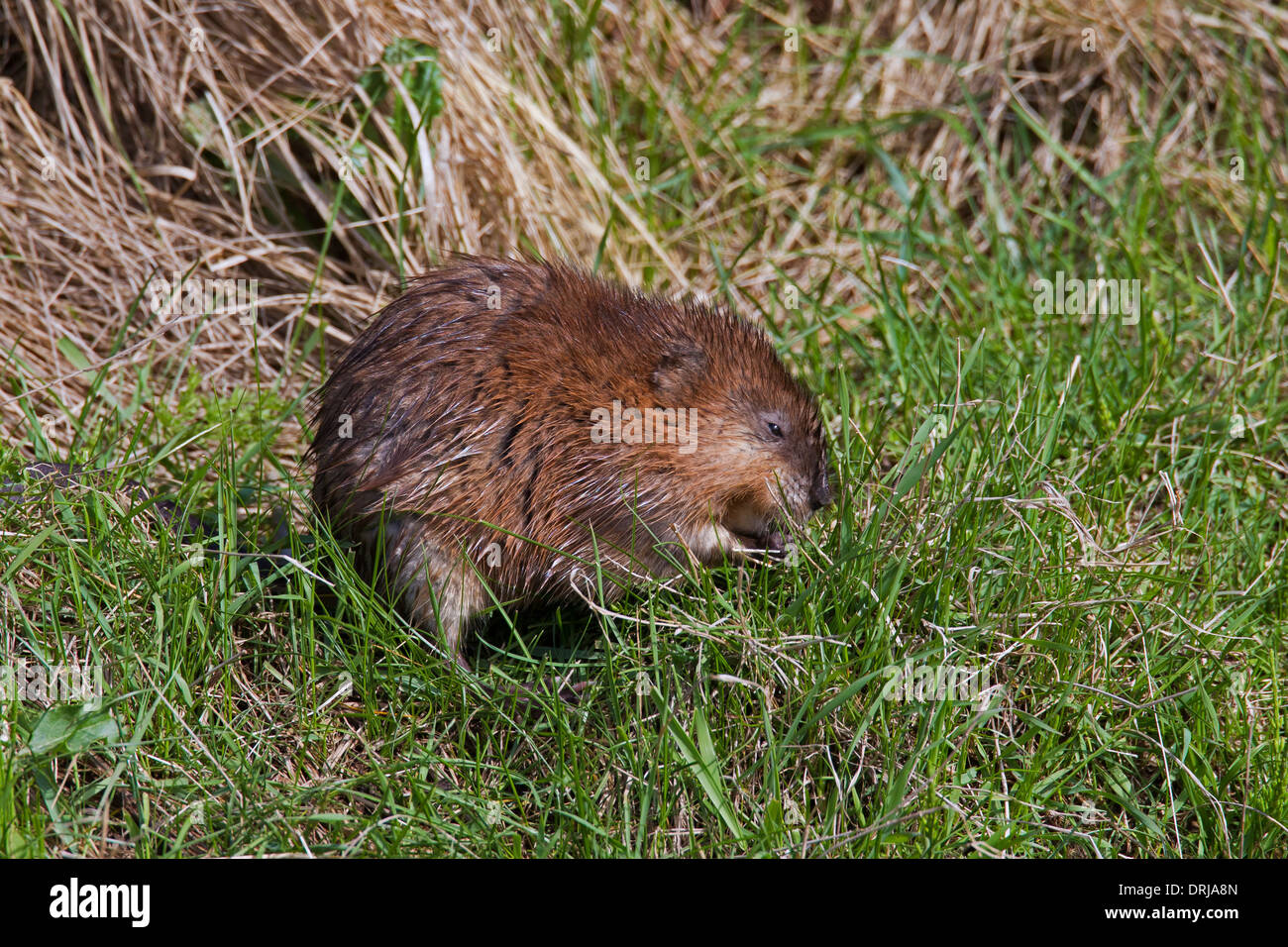 Le rat musqué (Ondatra zibethicus) espèces introduites exotique originaire d'Amérique du Nord le long d'une rivière de nourriture Banque D'Images