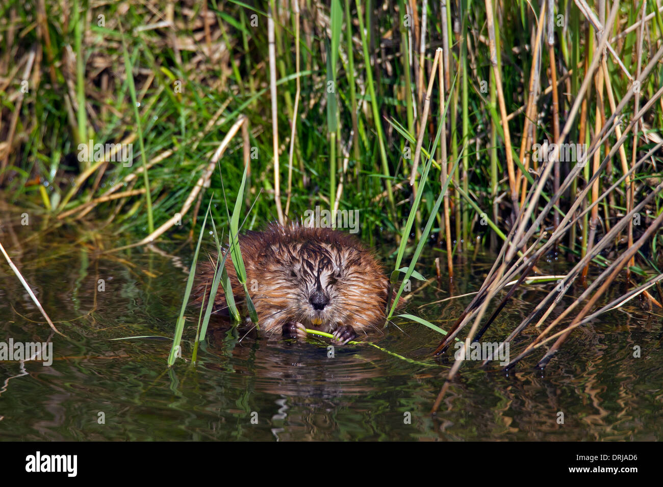 Le rat musqué (Ondatra zibethicus) espèces introduites exotique originaire d'Amérique du Nord le long d'une rivière de nourriture Banque D'Images