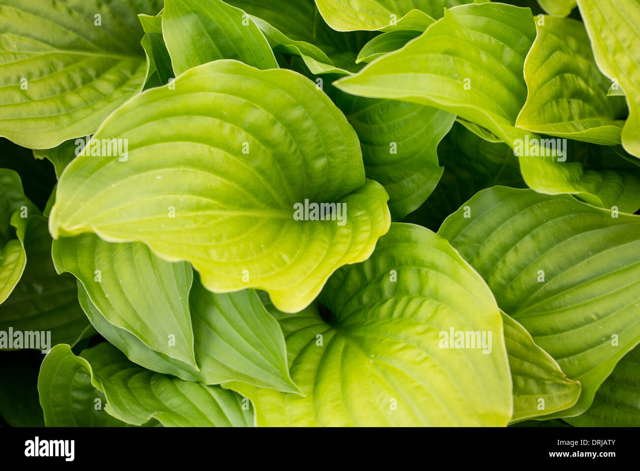 Hosta 'royal standard' Banque D'Images