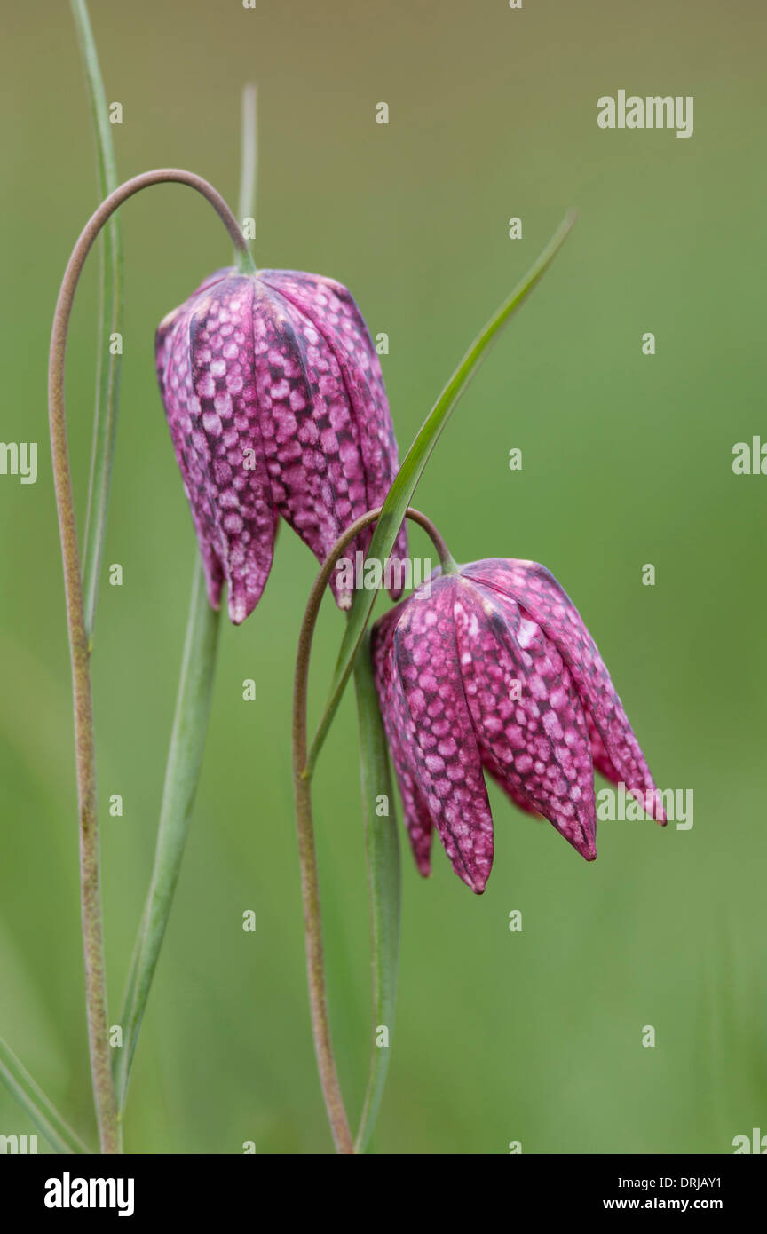 Fritillaria meleagris, Liliaceae, tête du serpent fritillary, tête du serpent, des fleur, frog-cup, GUINÉE-hen fleur, lily lépreux Banque D'Images