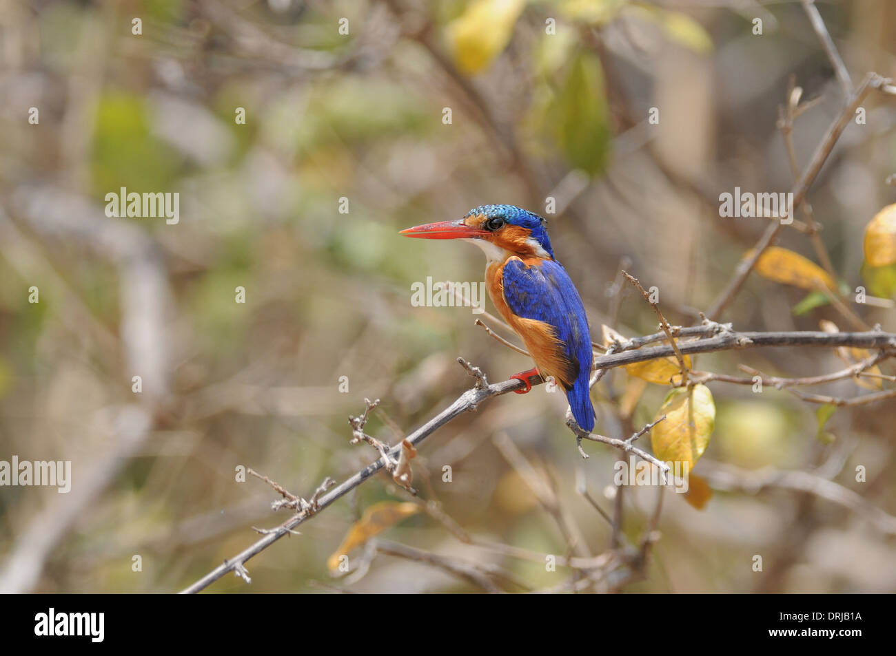 Martin-pêcheur huppé (Alcedo cristata) Banque D'Images