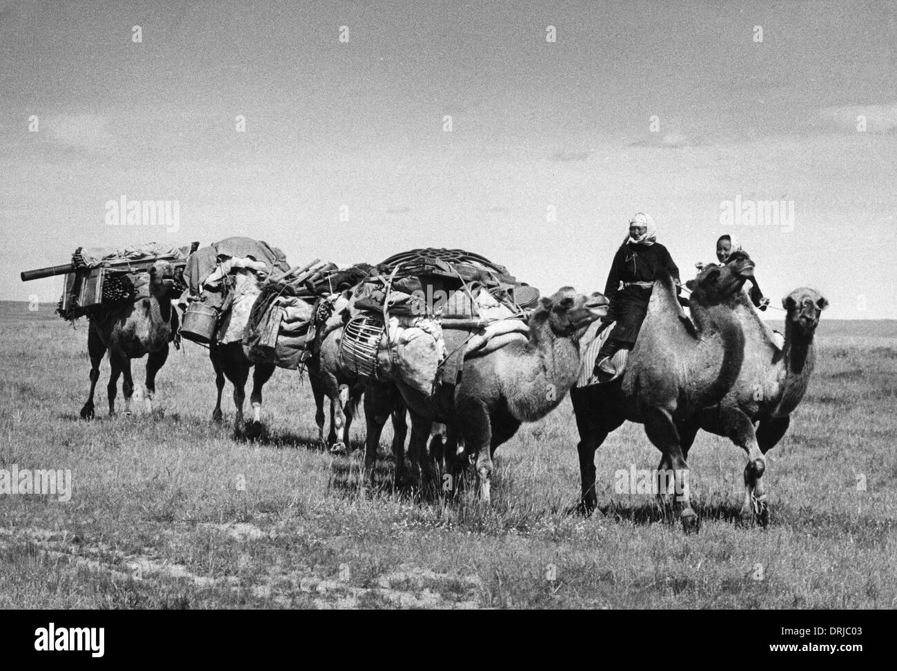 Caravane de chameaux, d'Amérique du Gobi, Mongolie Banque D'Images