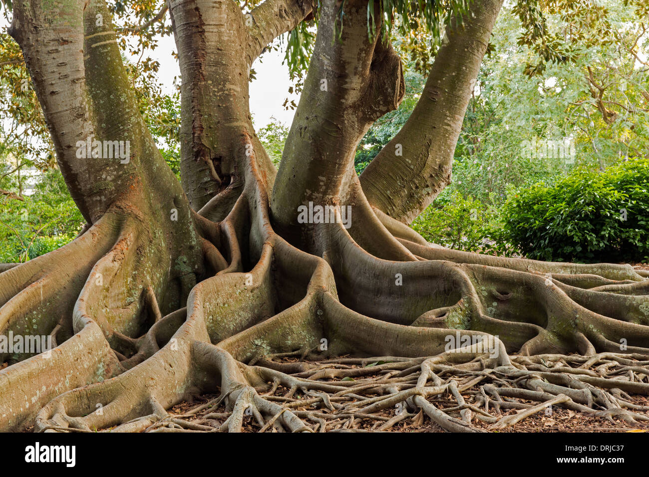 USA,Floride,Sarasota, Marie Selby Botanical Gardens. Moreton Bay Fig Tree. Banque D'Images