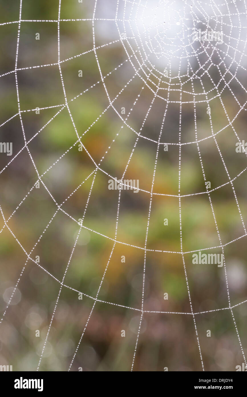 Photo Gros plan d'une toile d'araignée humide en forme du cercle Banque D'Images