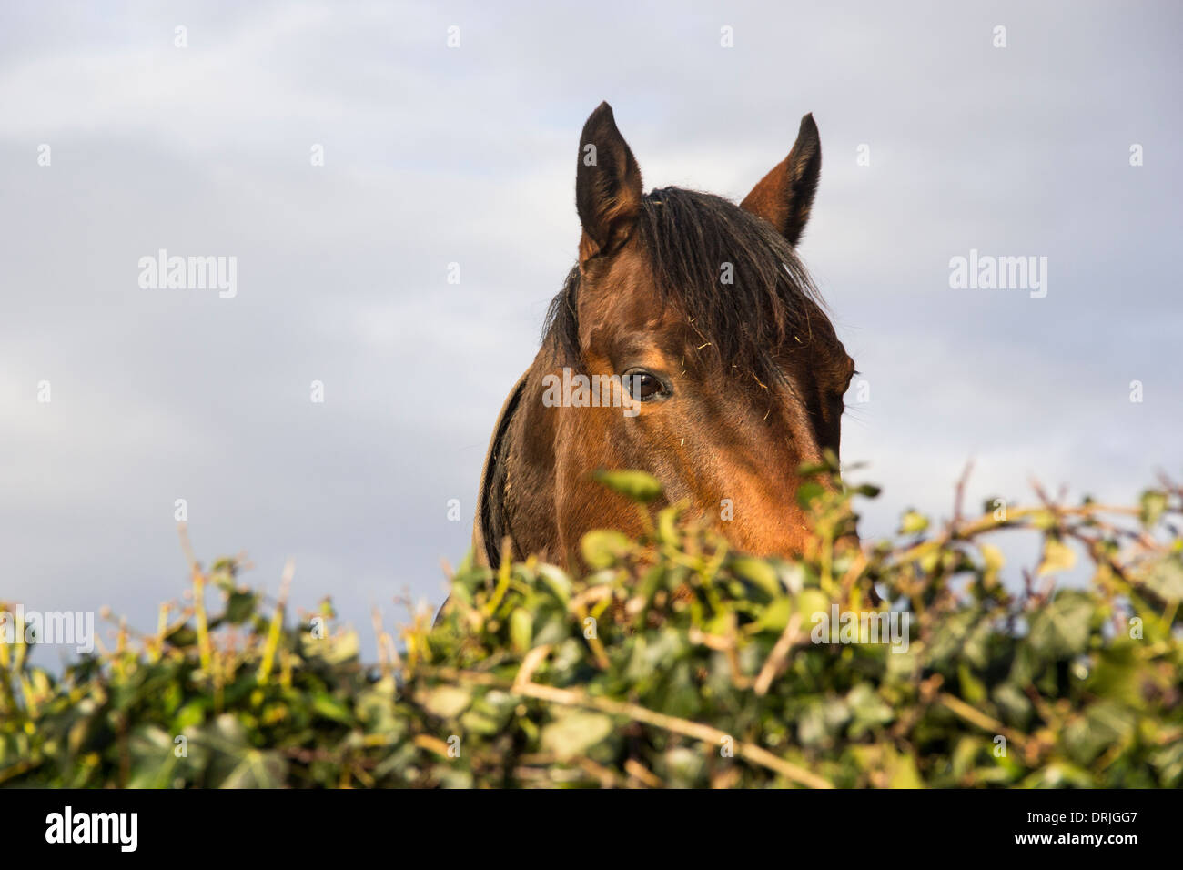 Beau cheval brun me regarde sur une haie Banque D'Images