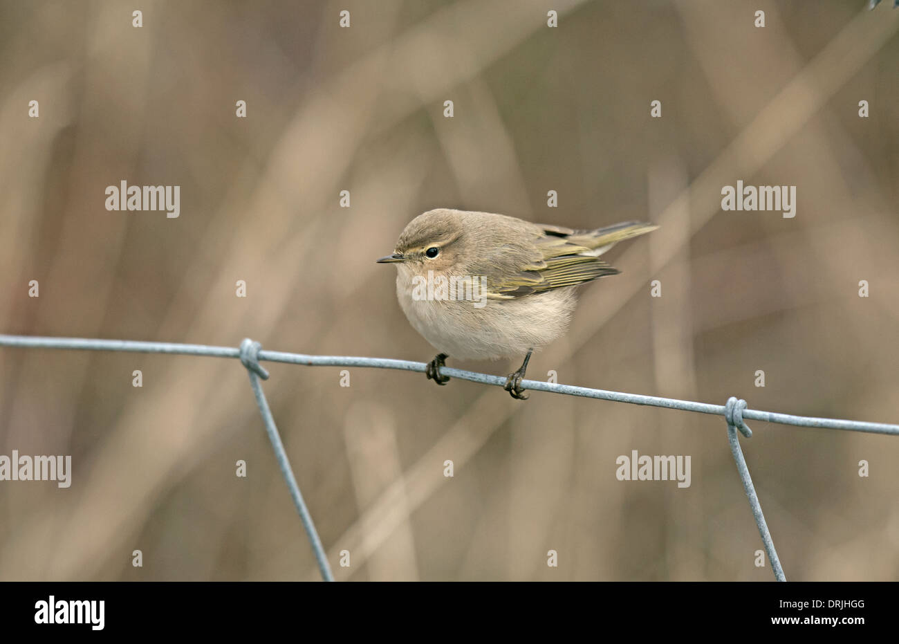 - Sibérien Phylloscopus collybita tristis Banque D'Images