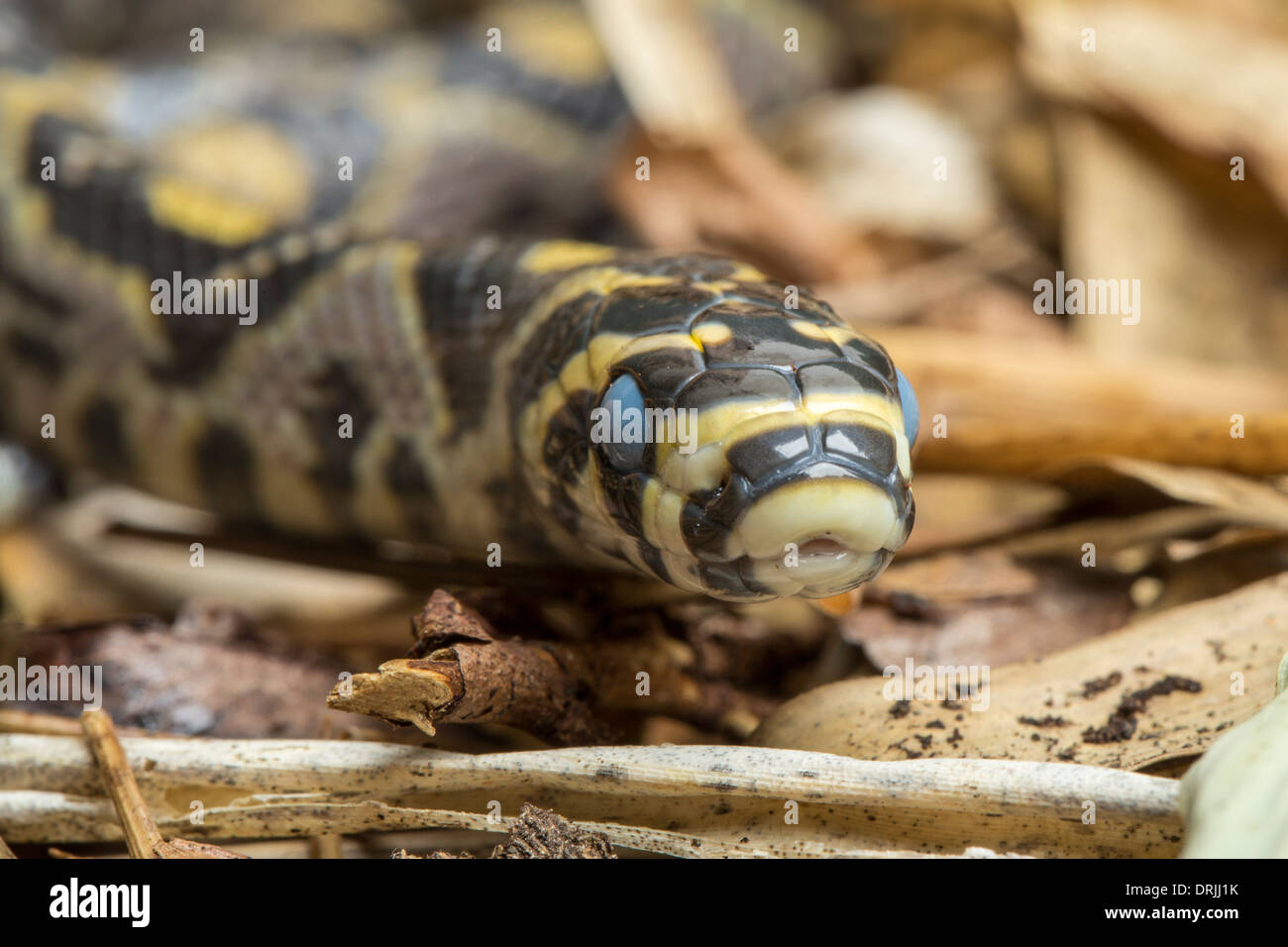 Couleuvre obscure, mandarin ou serpent rat, de la Chine, avec les yeux avant de faire peau Banque D'Images